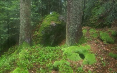 Die feinspürige Natur der Kelten