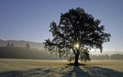 DURCHATMEN – FÜHLEN – BEOBACHTEN