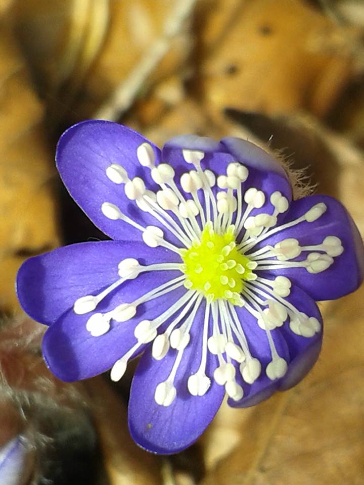 15578451_213430375728642_6491730729709592678_n Leberblümchen