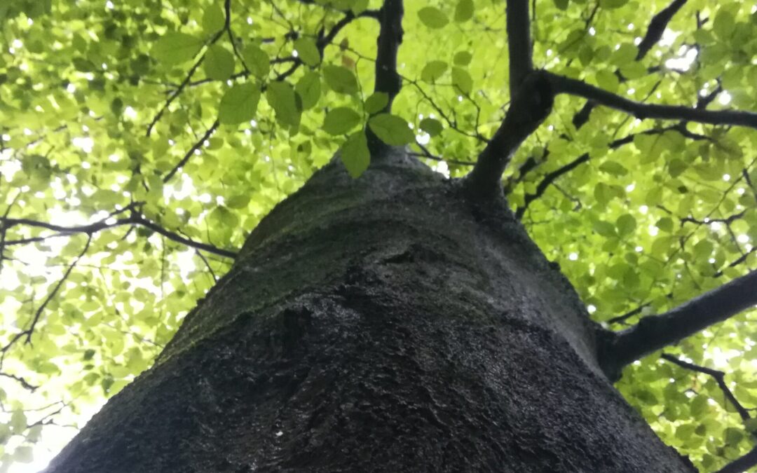 TREELOGIE Teil 2 – Baumheilkunde mit Hirn, Herz und Bauch