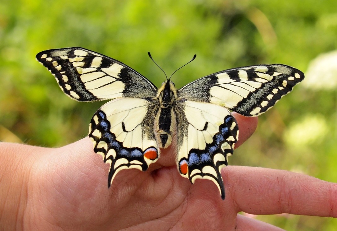 Schwalbenschwanz-Schmetterling auf Daumen sitzend